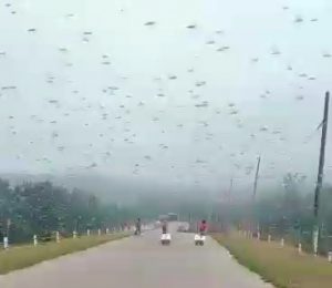 Биологическая катастрофа или происки новой власти